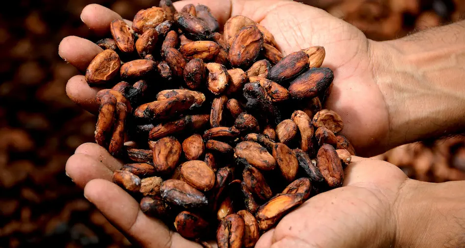 cacao puro Cacao puro en Asturcilla